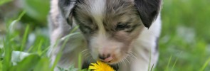 A quick sniff can tell you an awful lot