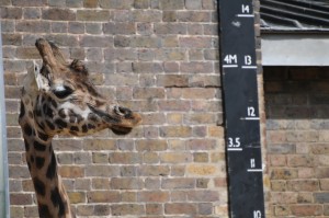 How high can nonprofit overhead really go? How high can nonprofit overhead really go?