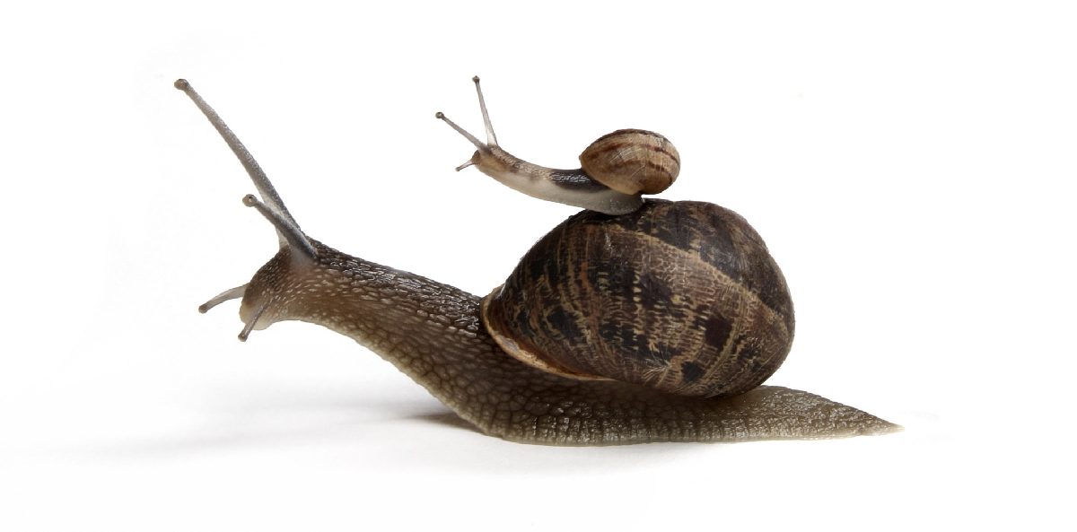 servant leadership - a small snail on the back of a larger snail