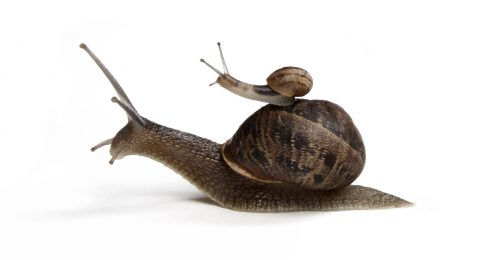 servant leadership - a small snail on the back of a larger snail