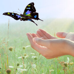how to fire an employee - two hands cupped together releasing a butterfly over a grassy field
