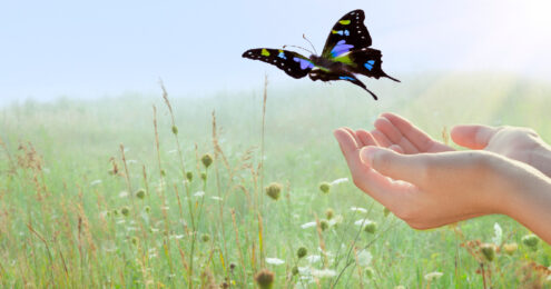 how to fire an employee - two hands cupped together releasing a butterfly over a grassy field