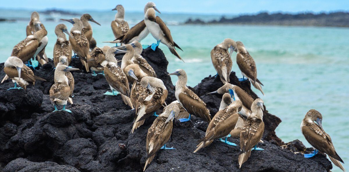 nonprofit community - A flock of blue-footed boobies, a native bird of the Galápagos Islands, clustered on a large black rock by the ocean.