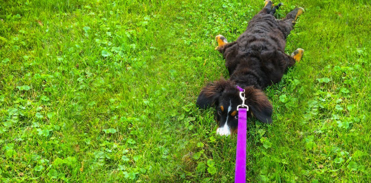 nonprofit management - A dark brown, small sized dog with light brown and white markings laying completely flat with legs extended in a field of bright green grass looking up at the camera with a purple leash being pulled off screen.