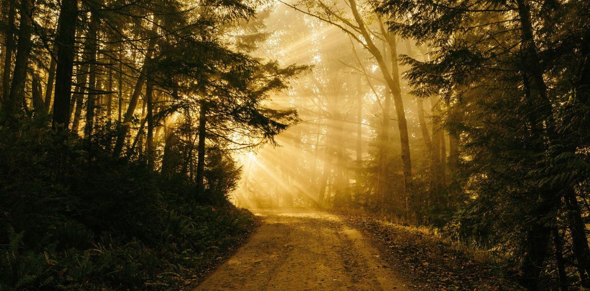 Image shows a sunlit path through trees in a forest, symbolizing the path to successful nonprofit leadership.